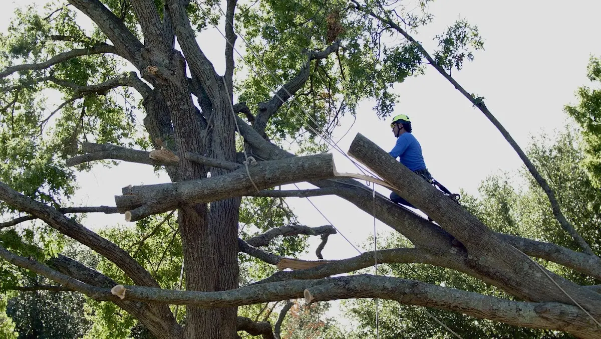 Professional Hazardous Tree Removal performed by certified arborists in Reader
