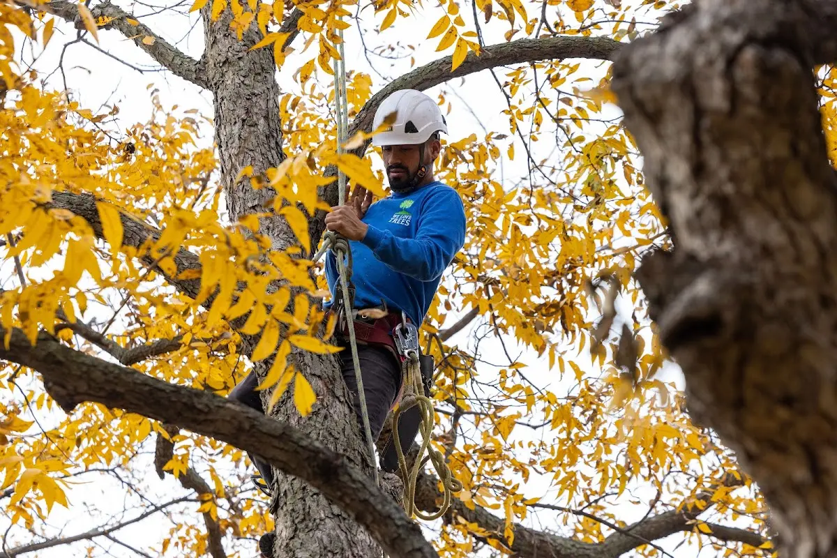 Skilled Storm Damage Cleanup crew working in Reader