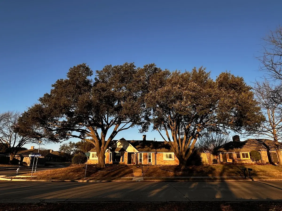 Established residential canopy tree shading a home in Reader